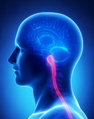  بصل النخاع- medulla چیست و اطلاعات تکمیلی آن 